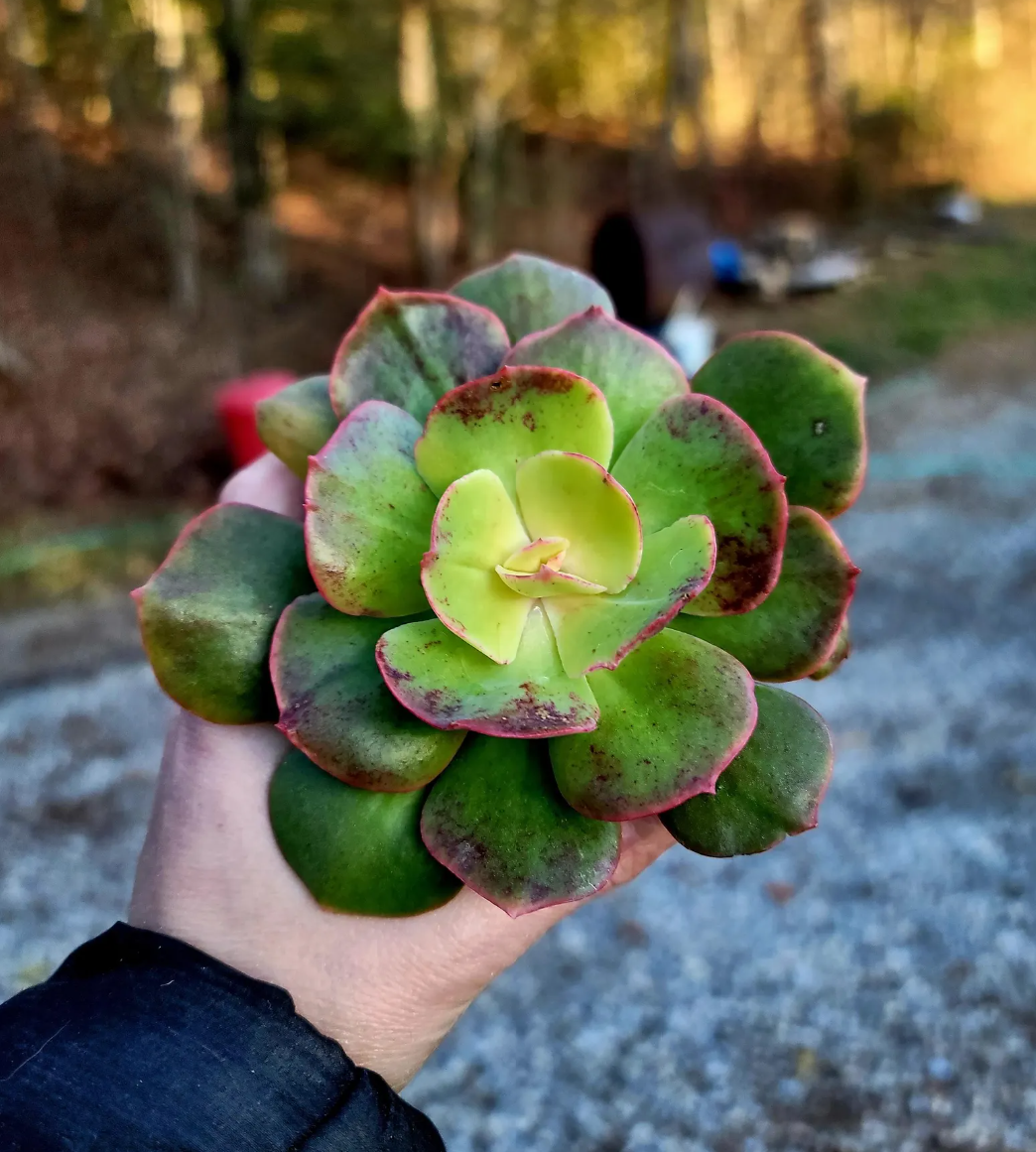 Echeveria Winter Sunset (variegated) ~ 3.5 inch pot — Succulent Eden